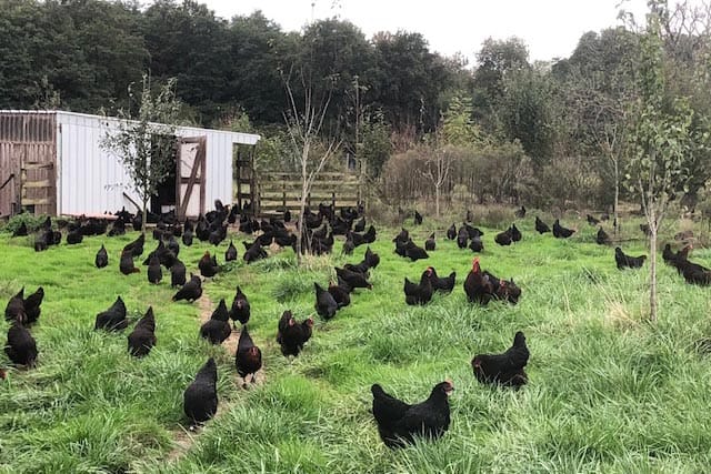 Poules noires Monsel'oeuf