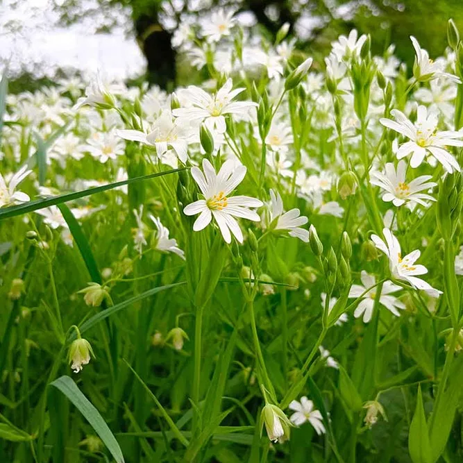 Fleurs comestibles au champ Fourmill'herbes