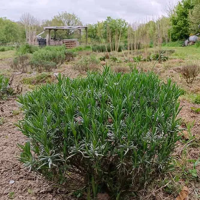 Thym au champ Fourmill'herbes